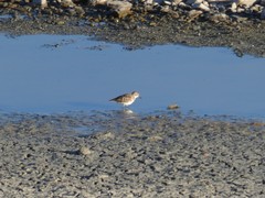 Calidris minutilla