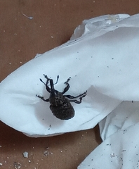 Molytinae