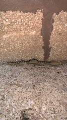 Simoselaps bertholdi