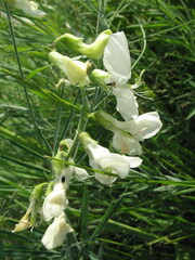 Lathyrus pallescens