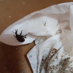 Molytinae