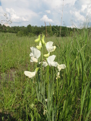 Lathyrus pallescens