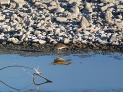 Charadrius vociferus