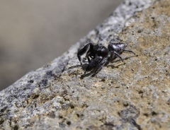 Paraphidippus