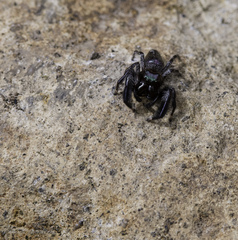 Paraphidippus
