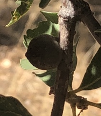 Disholcaspis simulata