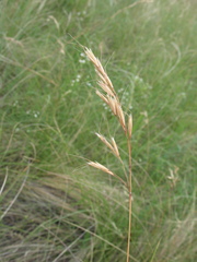 Helictotrichon desertorum