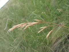 Helictotrichon desertorum