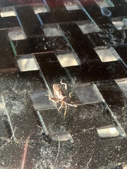 Coreoidea
