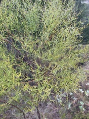 Baccharis angustifolia