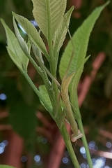 Hierodula membranacea