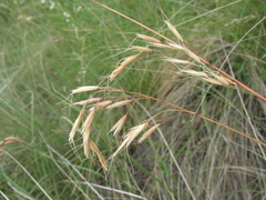 Helictotrichon desertorum