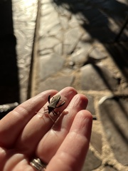Coreoidea