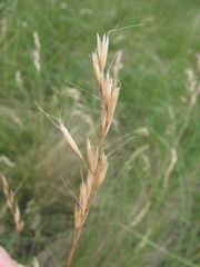 Helictotrichon desertorum