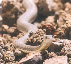 Psammophis