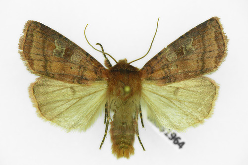 Small Square-spot