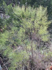 Baccharis angustifolia