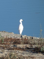 Egretta thula