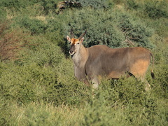 Tragelaphus oryx pattersonianus