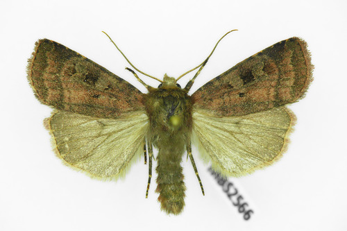 Small Square-spot