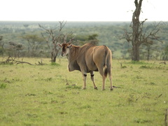 Tragelaphus oryx pattersonianus