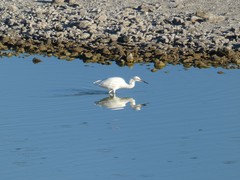 Egretta thula