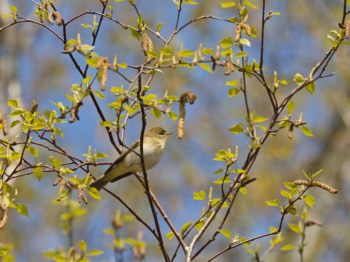 Mosquitero musical (Phylloscopus trochilus)
