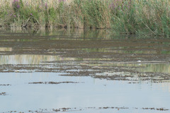 Najas marina