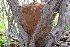 Nasutitermes corniger