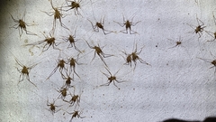 Dolichopoda azami ligustica