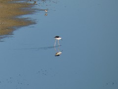 Himantopus mexicanus
