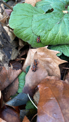 Pyrrhocoris apterus