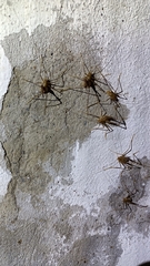 Dolichopoda azami ligustica