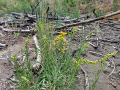 Solidago chilensis