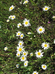 Leucanthemum vulgare
