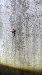 Dolichopoda azami ligustica