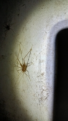 Dolichopoda azami ligustica