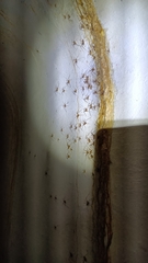 Dolichopoda azami ligustica