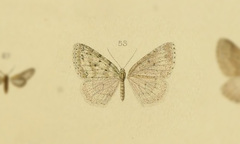 Micrabraxas pongaria