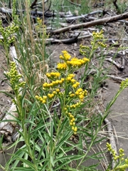 Solidago chilensis