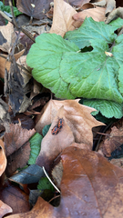 Pyrrhocoris apterus