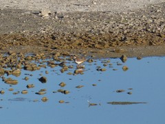 Charadrius vociferus