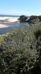 Nitraria billardierei