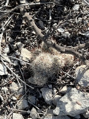 Escobaria emskoetteriana