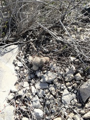 Escobaria emskoetteriana