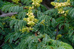 Libidibia coriaria