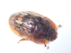 Lobiopa insularis