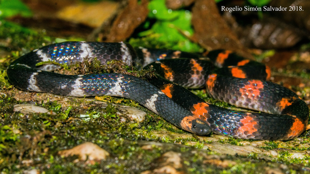 Mesa Central Earth Snake