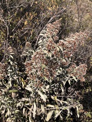 Critoniopsis