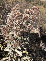 Critoniopsis
